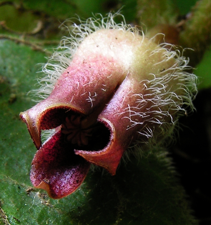 Plant Image